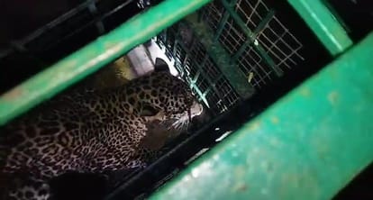 Bahraich: Another leopard caught in the morning, there was terror in the residential areas, many animals were