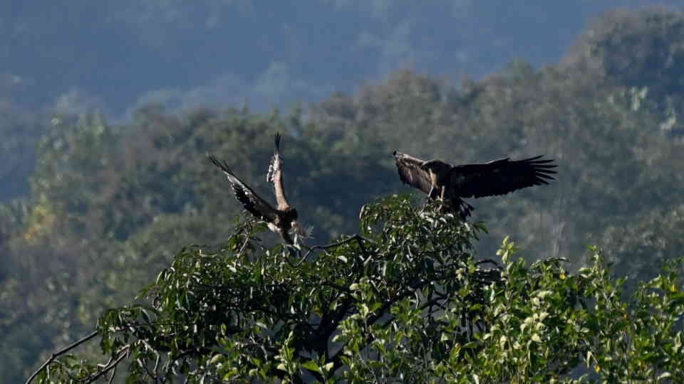 Dehradun News Asan Ramsar site is full of birds Rare Pallas fish eagle seen flying in lake photos
