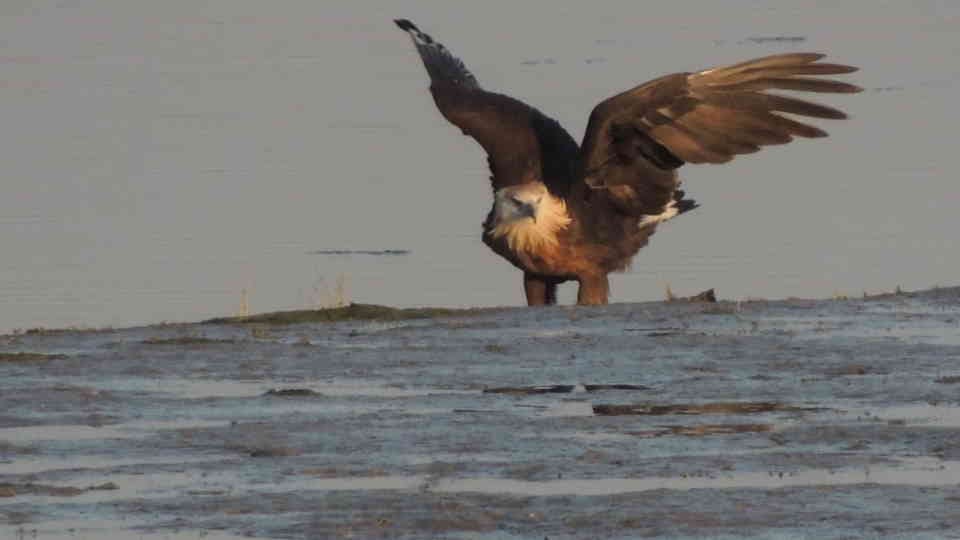 Uttarakhand News Corbett Tiger Reserve is also a favourite among the hunting birds