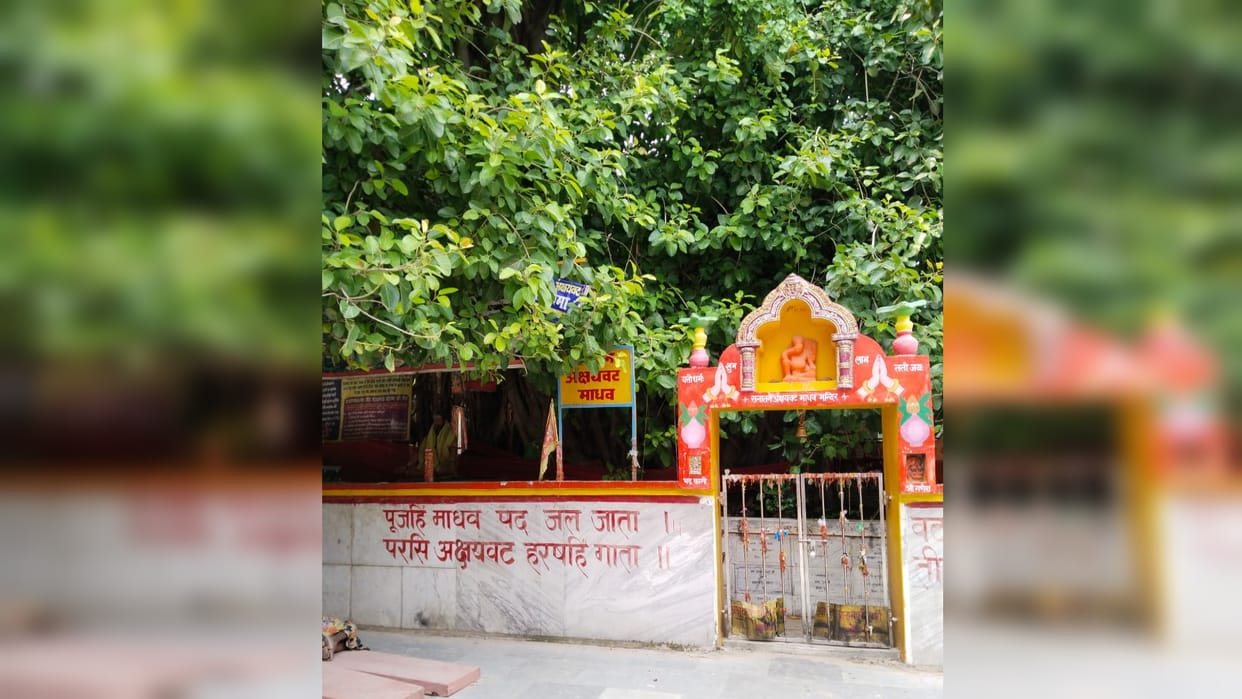 Without worship Akshayavat , Sangam bath is not Result achieved 300 year old tree mythological significance