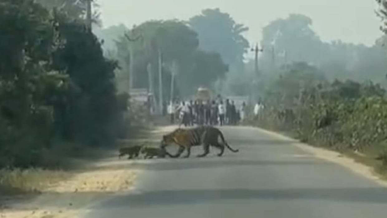 Three cubs born to tigress in Dudhwa seen on the road in lakhimpur kheri
