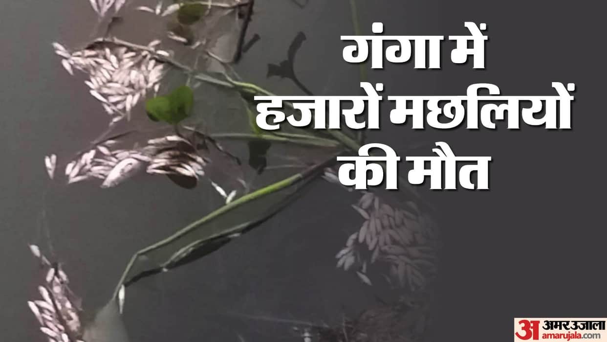Kanpur Oxygen levels in Ganga dropped due to contaminated sewage water  leading to death of thousands of fish