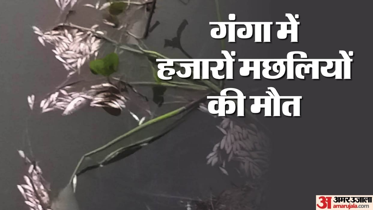 Kanpur Oxygen levels in Ganga dropped due to contaminated sewage water  leading to death of thousands of fish