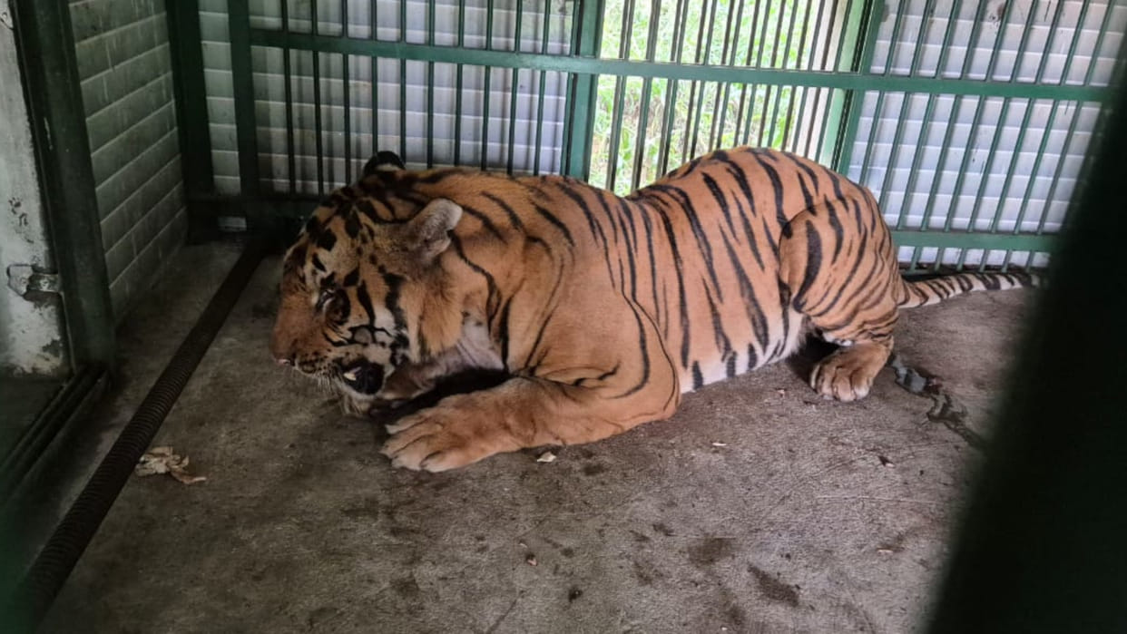 In Gorakhpur Zoo, the tiger is only growling in quarantine, there was terror in the forest.