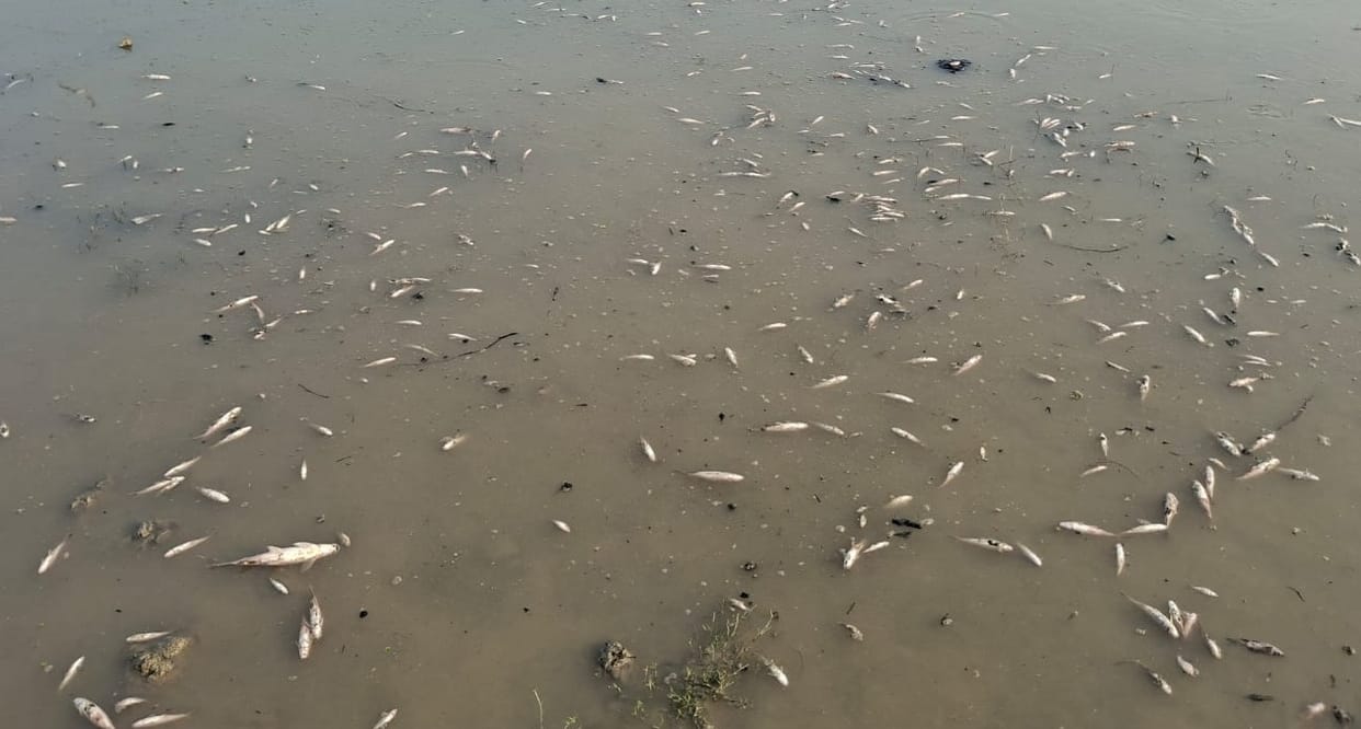 Lakhs of fish died in Ganga at Bhairoghat, fear of death due to stoppage of water flow and pollution