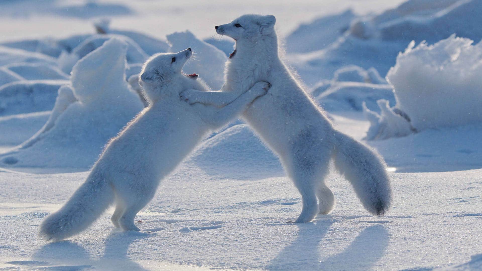 Sony BBC Earth to premiere 6 part series Mammals narrated by David Attenborough Executive Producer praises it