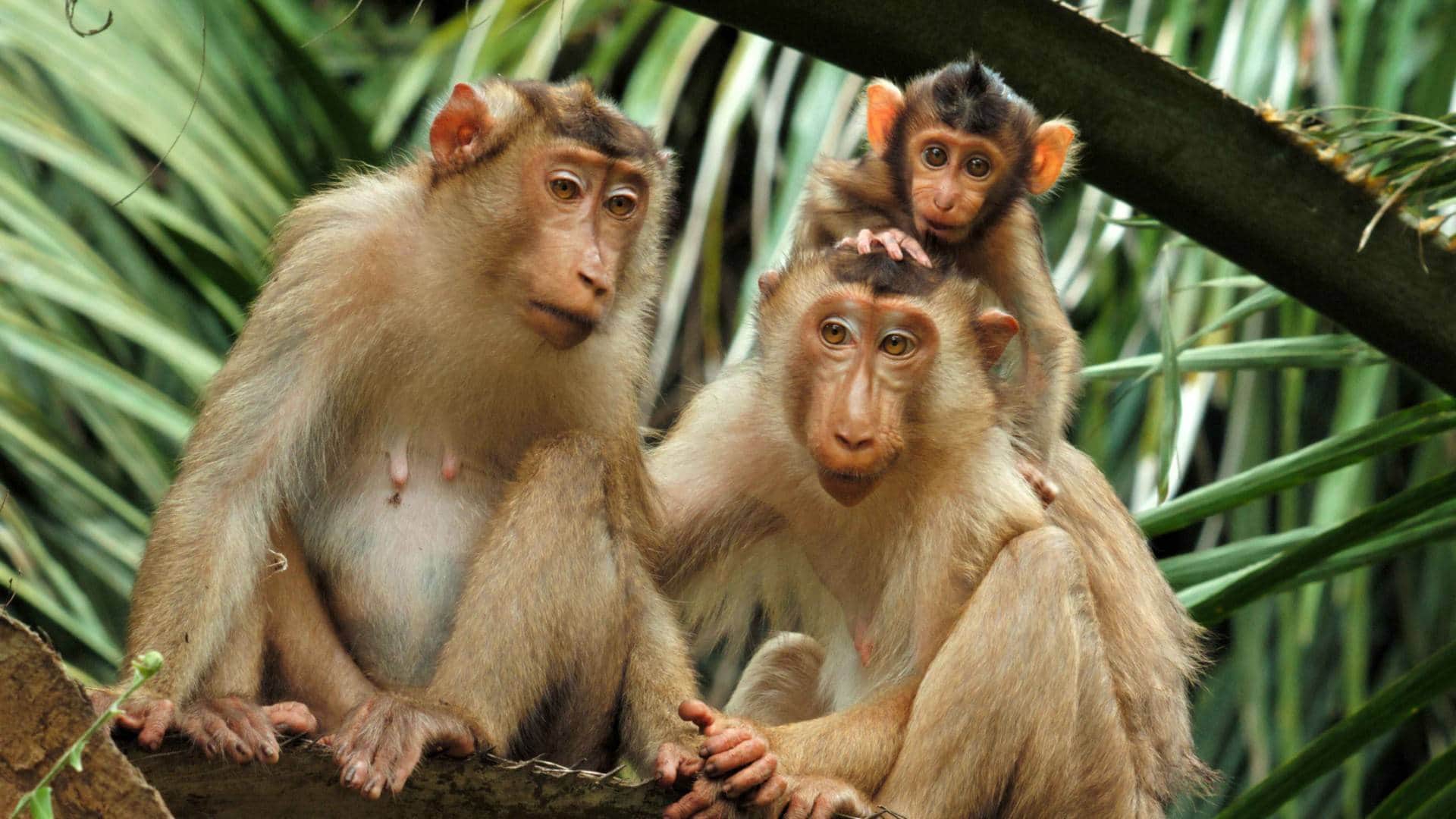 Sony BBC Earth to premiere 6 part series Mammals narrated by David Attenborough Executive Producer praises it