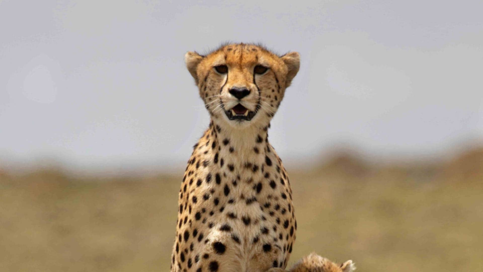 Sony BBC Earth to premiere 6 part series Mammals narrated by David Attenborough Executive Producer praises it