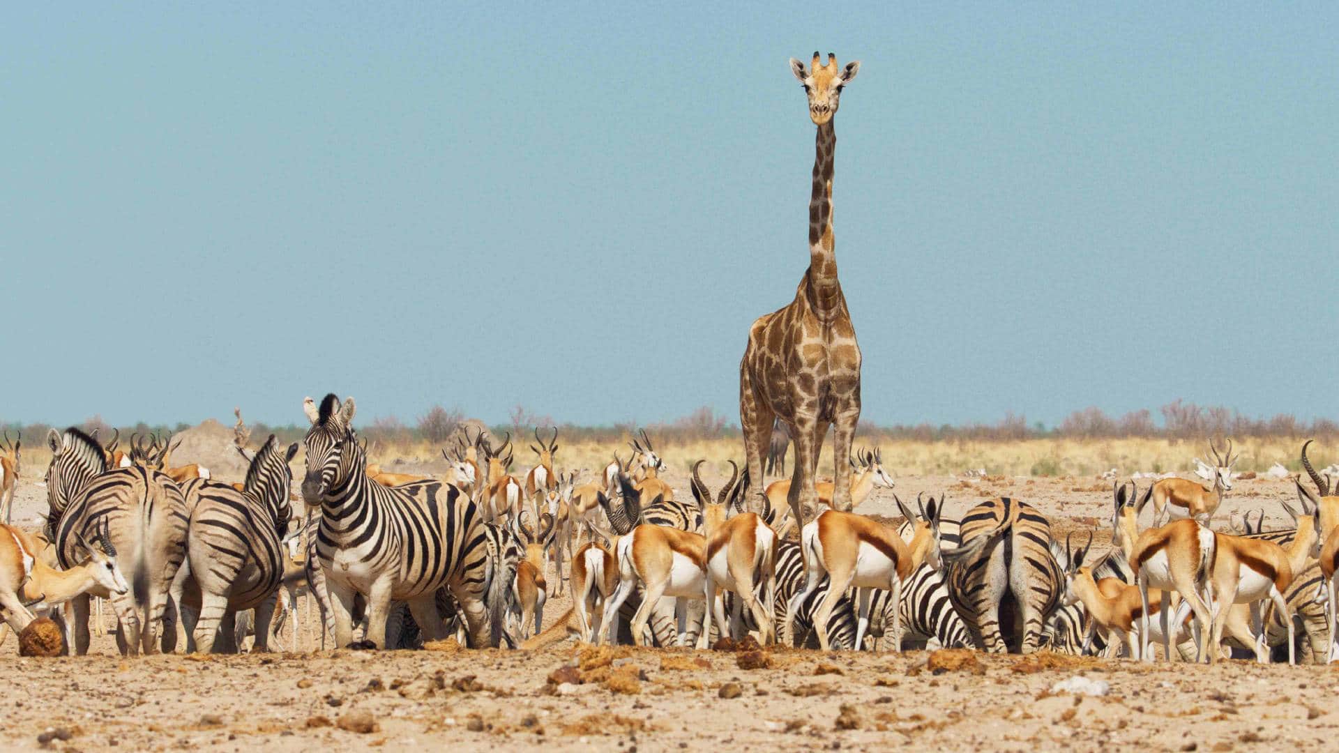 Sony BBC Earth to premiere 6 part series Mammals narrated by David Attenborough Executive Producer praises it