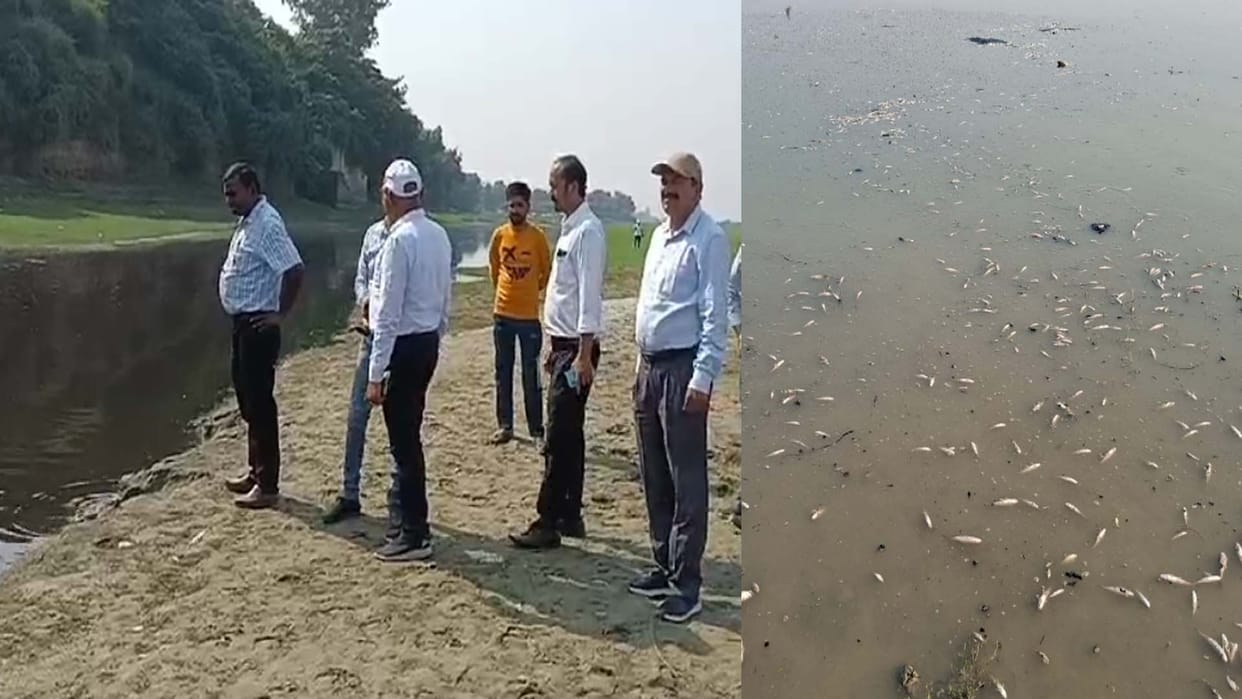 Lakhs of fish died in the polluted water of drain, officials of five departments including PCB investigated