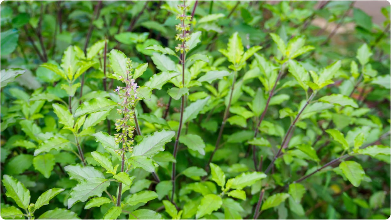 tulsi puja niyam do not do these 5 mistales while offering water in basil plant