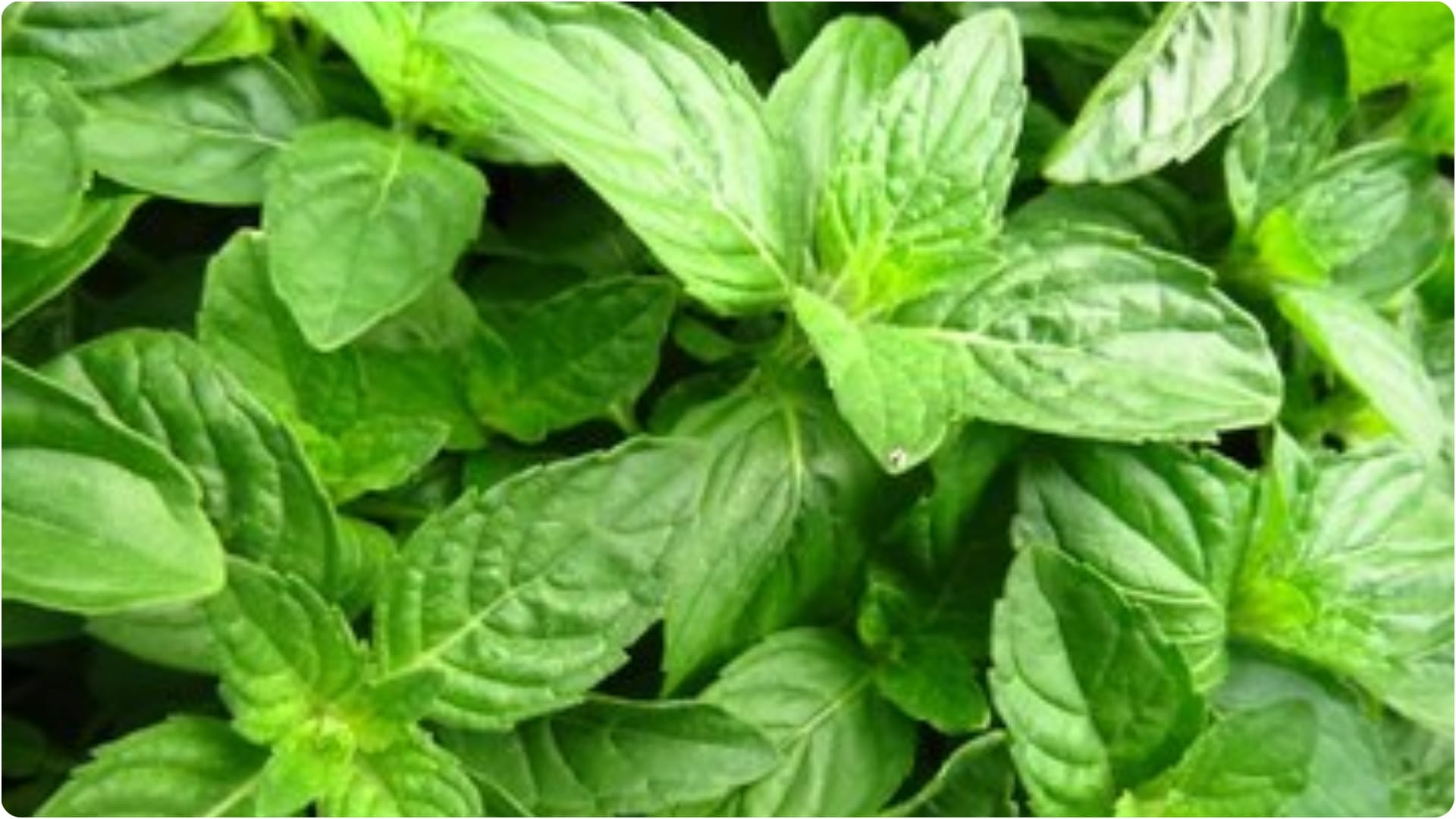 If Tulsi grows on its own then how is it auspicious for the house it gives relief from all the problems