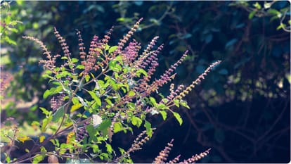 Attract Lakshmi Ji Blessings with the Right Way to tying Red Kalava on Tulsi