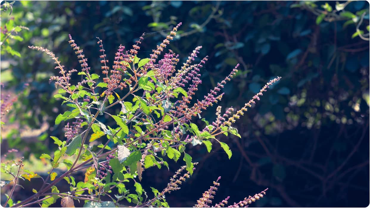 Gardening Tips Grow 5 Indian Herbs At Home tulsi aur pudina ghar mein kaise ugayein Disprj