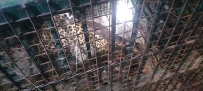 Bahraich: Another leopard caught, seventh leopard caught in 22 days, forest department had laid the trap like