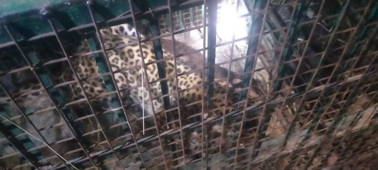 Bahraich: Another leopard caught, seventh leopard caught in 22 days, forest department had laid the trap like