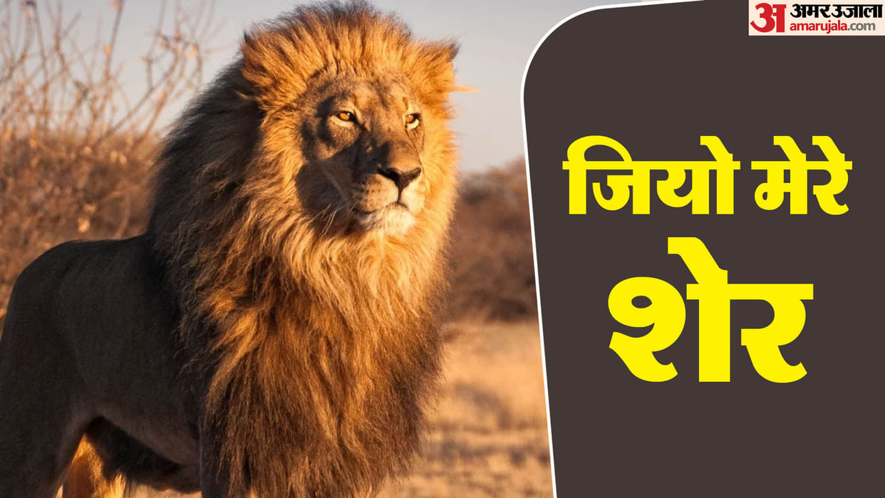 Survival: IIM Indore Dr. Ananya Mishra Column Long live my lion!