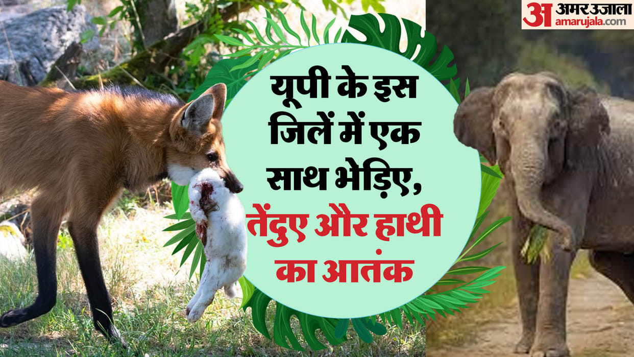 UP: After wolves, now elephants and leopards are becoming a terror for the district, three have died in just 2