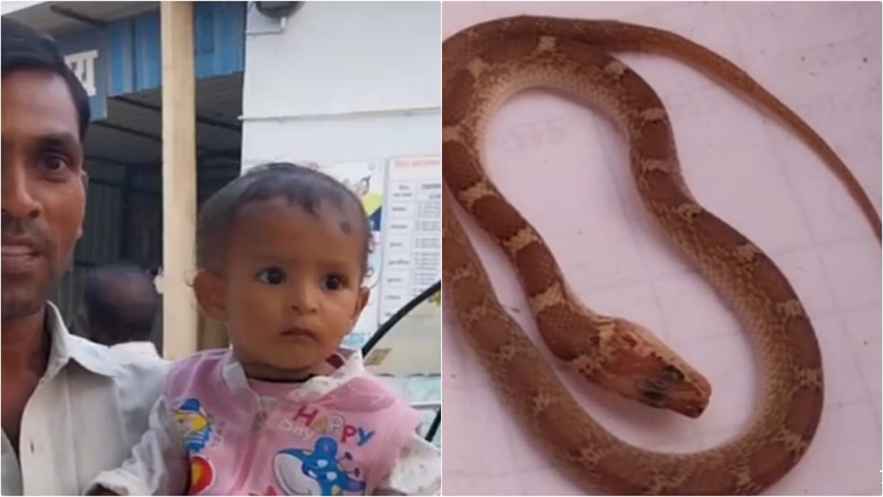Bihar News: In Nawada, a child put a snake in his mouth thinking it was a toy, but he is completely safe