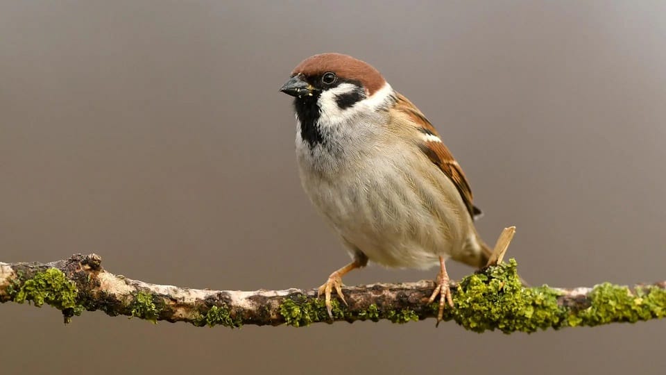 Bird forgetting to build nest after getting permanent house