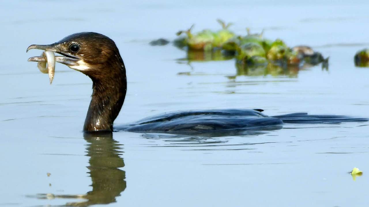 Okhla Bird Sanctuary Migratory birds in search of water are facing drought