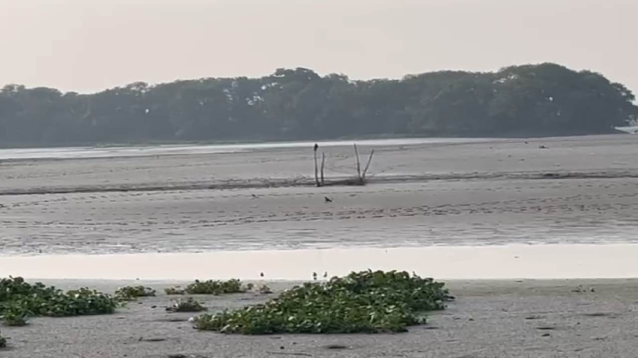 Okhla Bird Sanctuary Migratory birds in search of water are facing drought