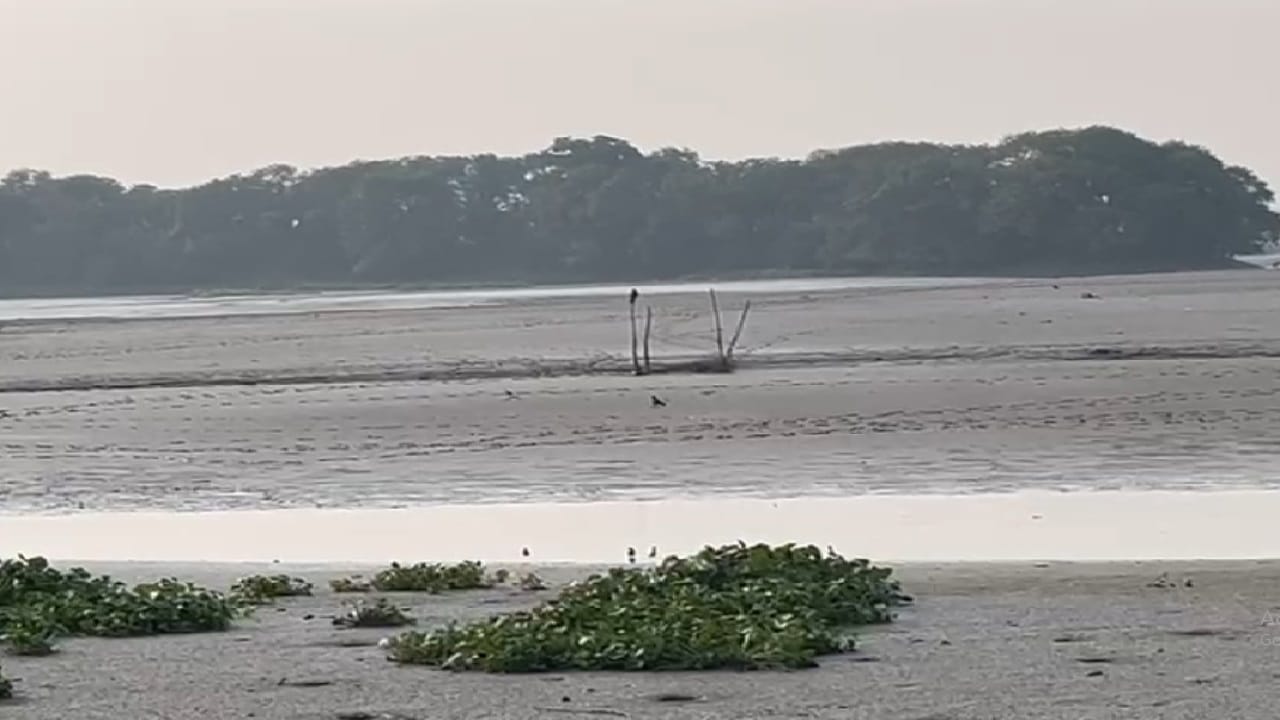 Okhla Bird Sanctuary Migratory birds in search of water are facing drought