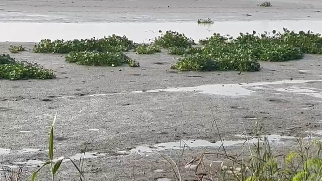 Okhla Bird Sanctuary Migratory birds in search of water are facing drought