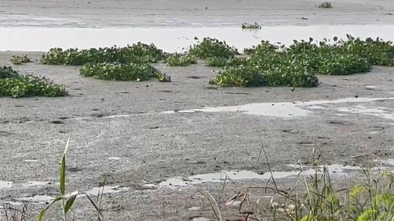 Okhla Bird Sanctuary Migratory birds in search of water are facing drought