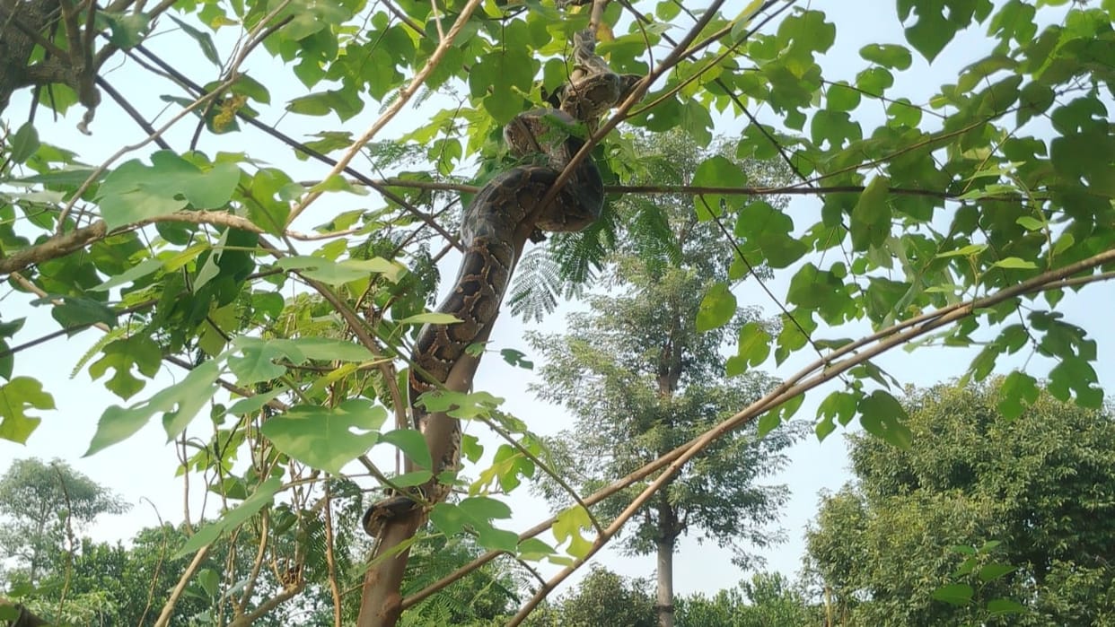 13 foot long python was wrapped around tree in Lakhimpur kheri