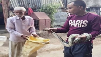 13 foot long python was wrapped around tree in Lakhimpur kheri
