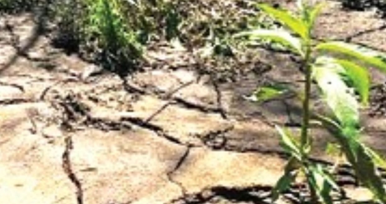 According to study due to depletion of forests warming soil plants and animals are in increasing danger