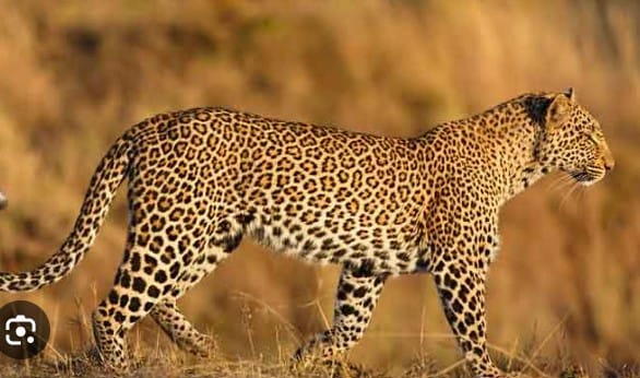 University under the shadow of leopard terror in sagar