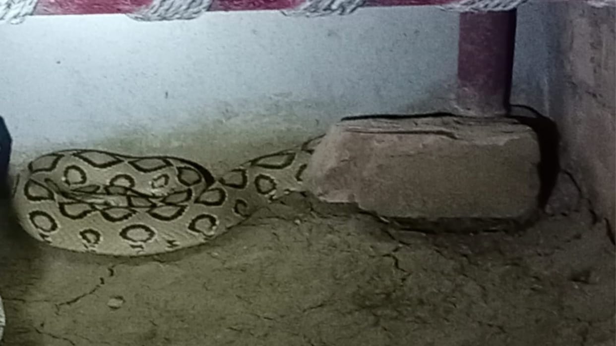 A rare species of snake was found in the house, said to be a race viper