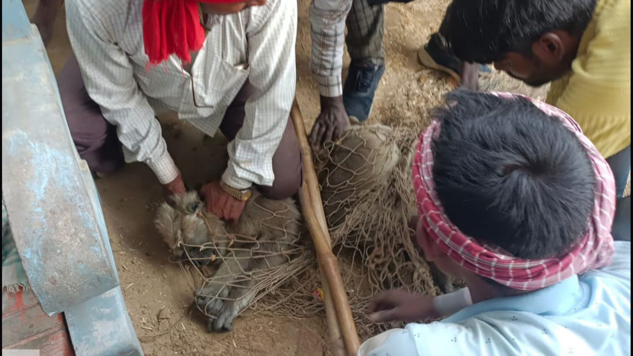Monkey catcher was called to control monkey menace in Gorakhpur, 15 thousand rupees were spent on villagers