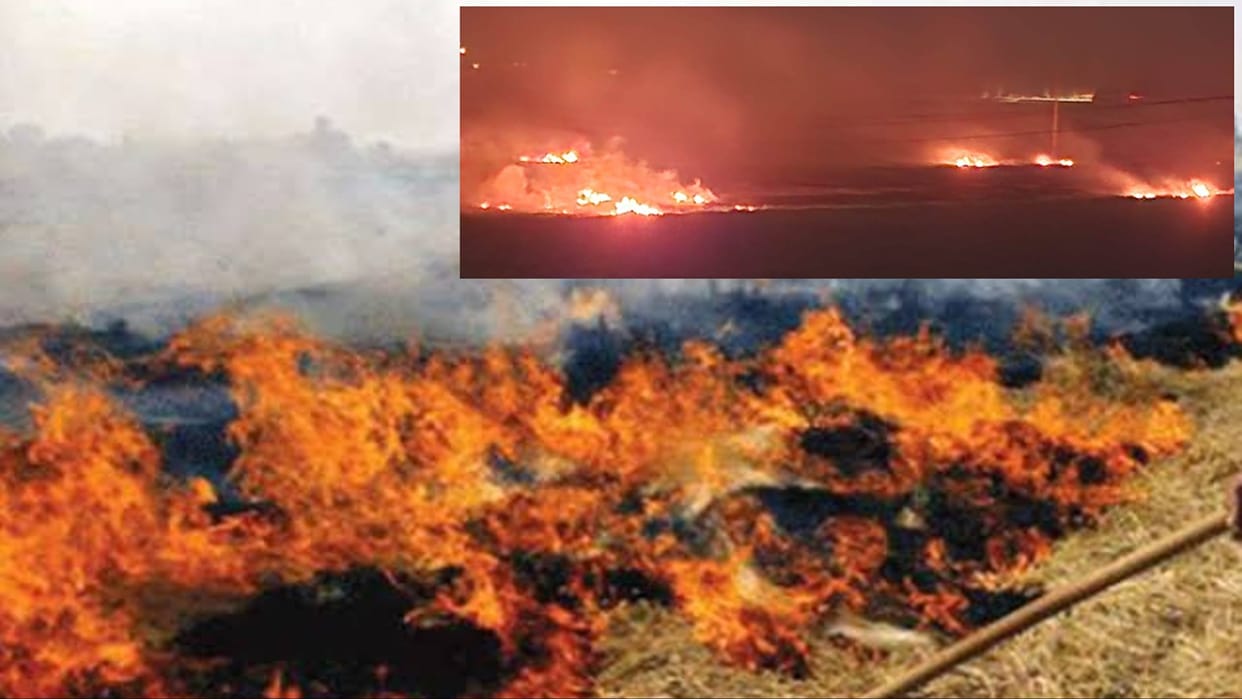 Kurukshetra: Strict action on burning of crop residues, cases registered against 48 farmers