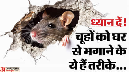 Rat Repellent Home Remedy Chuhe Bhagane Ka Tarika In hindi