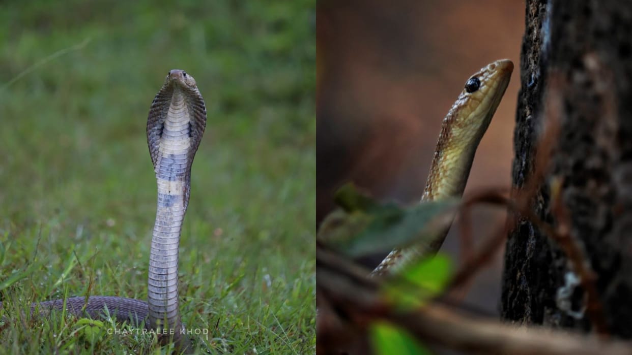 Awareness on snakebite in india poisonous snakes in india and Snake Bite Prevention