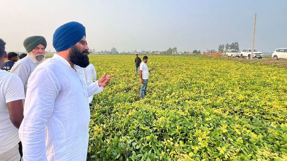 Urad crop sown in 100 acres did not yield pods in gadarpur