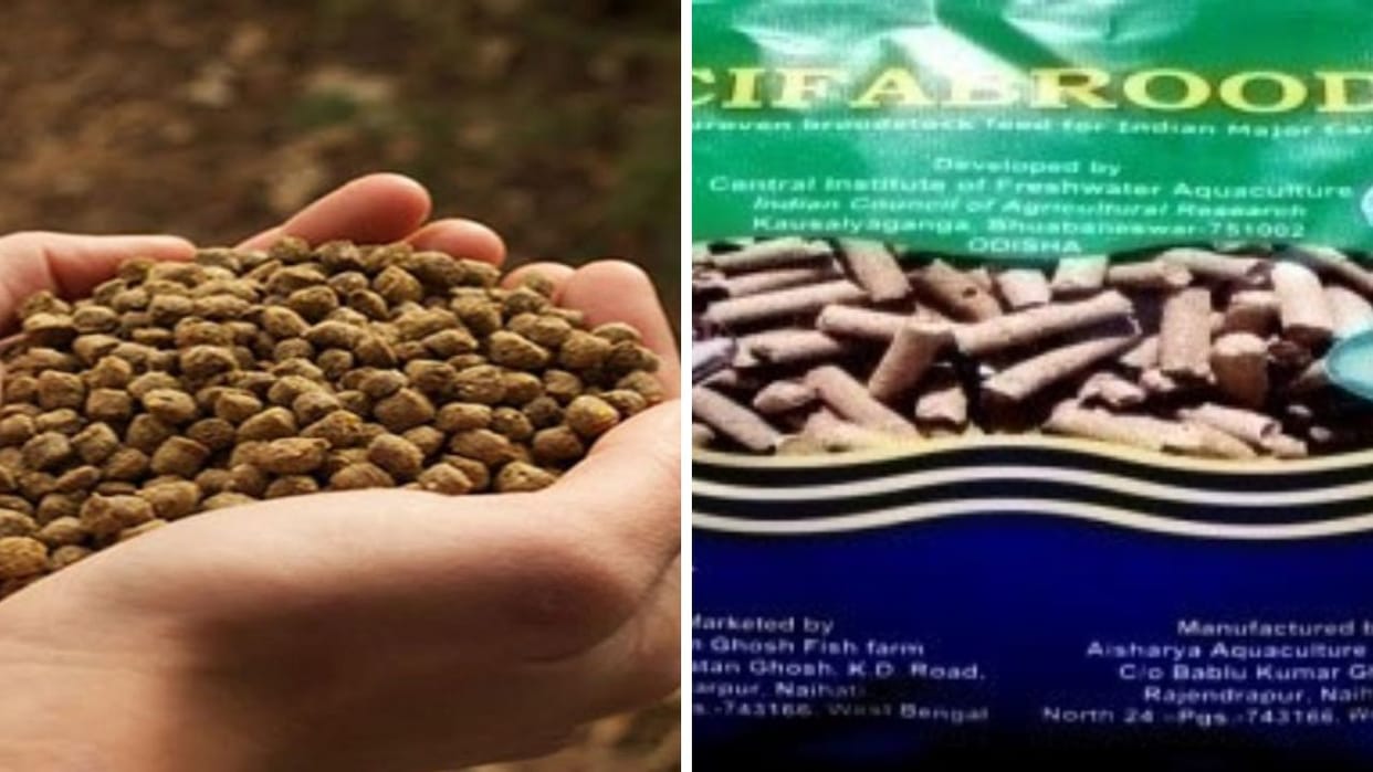 Nutritious food for fishes Sifabrood will be prepared in Himachal Pradesh