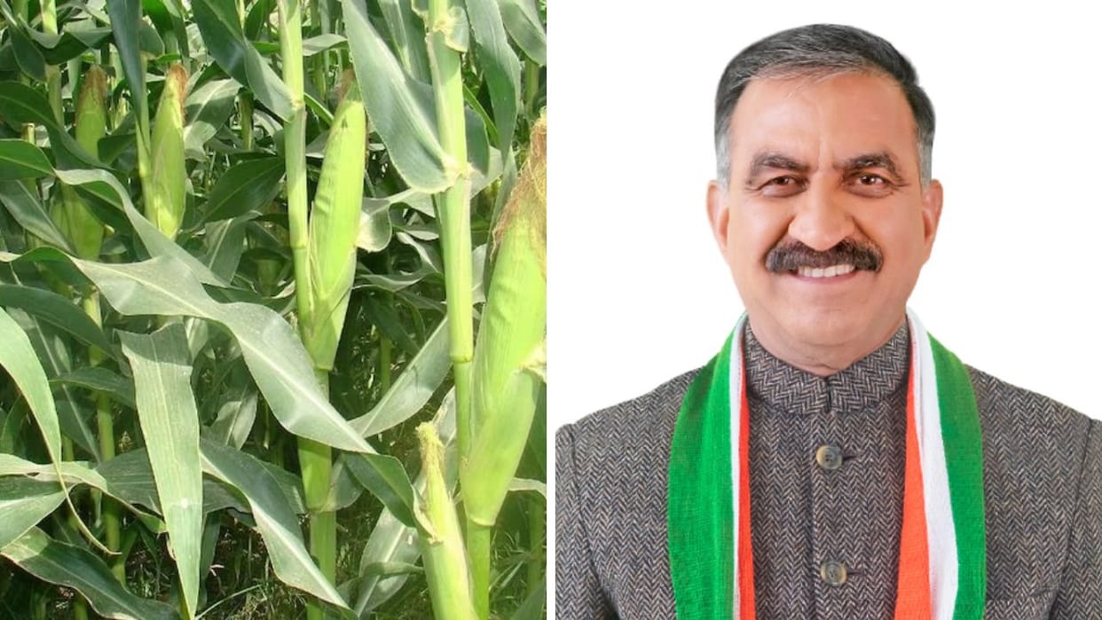 Himachal News Govt will buy maize from 25 October rate fixed at Rs 30 per kg