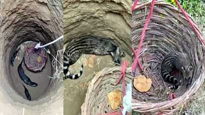 forest team rescued female badger and two cubs that fallen into well in Agra After hours of hard work