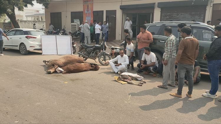 Haryana: हादसे में मृत और घायल गोवंश के साथ विधायक आवास के बाहर 1:45 घंटे तक गोसेवकों का प्रदर्शन