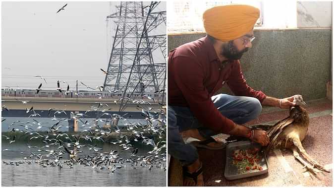 यमुना का जहरीला पानी पक्षियों के प्राण लील रहा है : विशेषज्ञ
