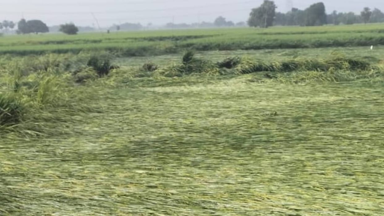 Bihar Weather Rain before cyclone Dana in Jamui became disaster paddy crop in 50 acres fell