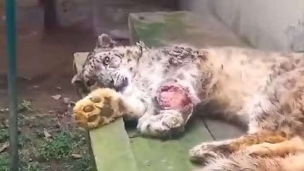 Himachal News Himalayan Nature Park only snow leopard is suffering from deadly bone cancer