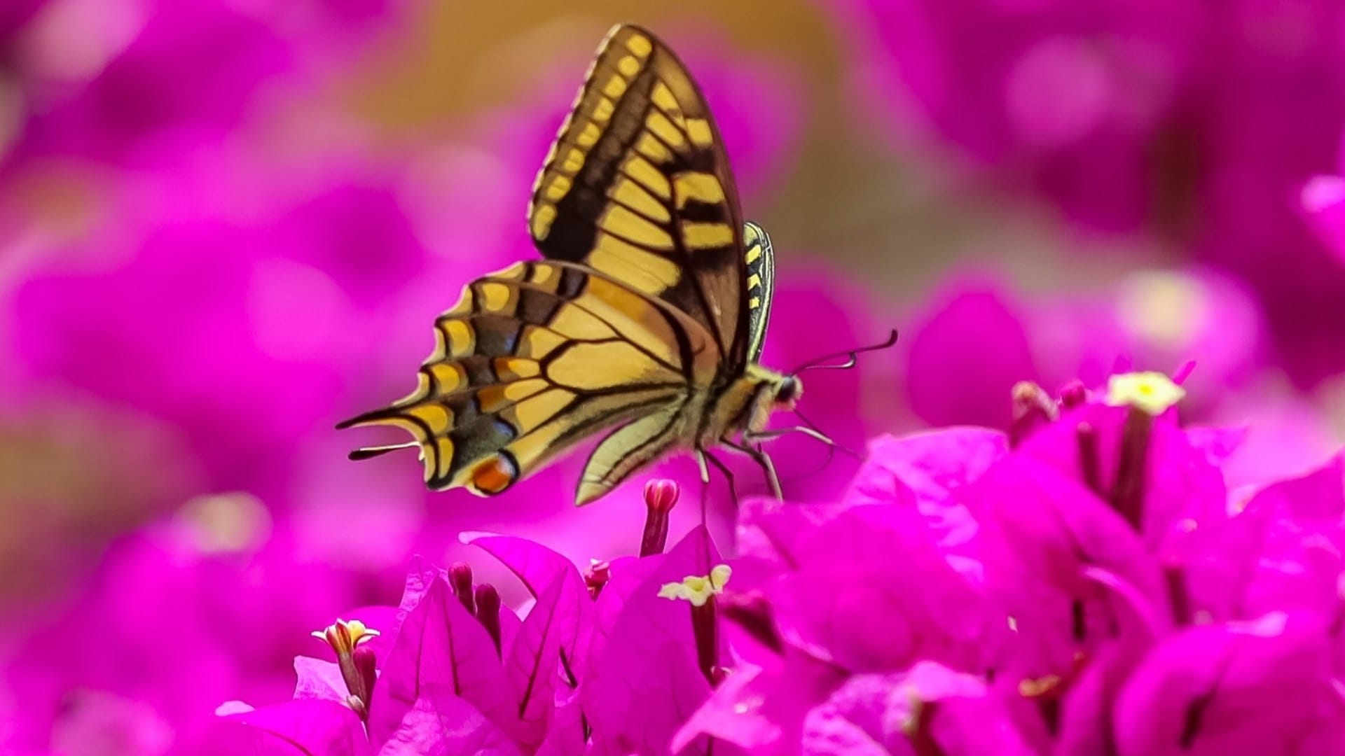 Beautiful butterfly Parks in India Must Visit To Watch Colorful Butterflies And Natural Beauty
