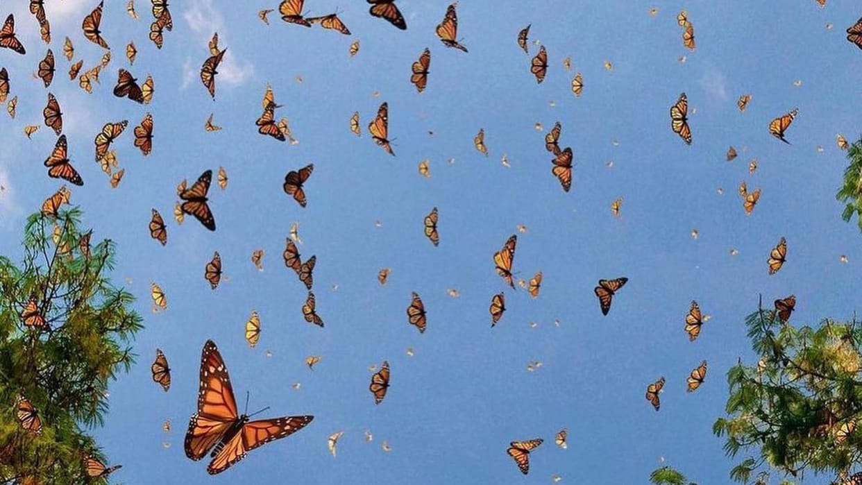 Beautiful butterfly Parks in India Must Visit To Watch Colorful Butterflies And Natural Beauty