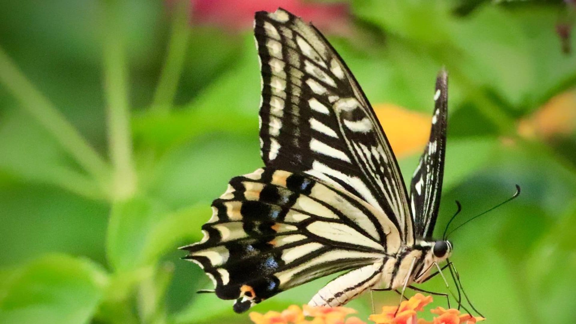 Beautiful butterfly Parks in India Must Visit To Watch Colorful Butterflies And Natural Beauty