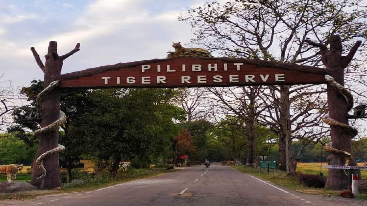 Pilibhit Tiger Reserve tourism season is starting from six November